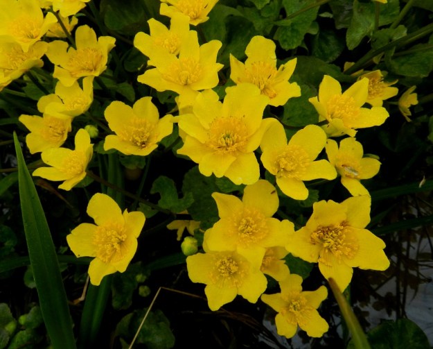 Caltha palustris subsp. palustris - (luhta)rentukan subsp. rantarentukan kukan koko vaihtelee suuresti. Se on yleensä 20-50 mm leveä. Kehä ei ole erilaistunut verhiöksi ja teriöksi. Terälehtimäisiä kehälehtiä on pääsääntöisesti viisi, mutta joskus niiden luku voi olla myös kuusi - yhdeksän. Oheisessa kuvassa viisi on vallitseva luku, mutta seassa on myös kukat, joissa kehälehtien lukumäärä on kuusi, seitsemän ja kahdeksan. EH, Hämeenlinna, Ojoinen, Paroinen, Pikku-Parolantien vetinen laitaoja, 17.5.2012. Copyright Hannu Kämäräinen.