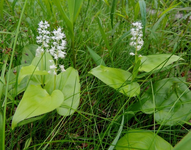 Maianthemum bifolium - (metsä)oravanmarjan varsilehtiä on useimmiten kaksi. Toisinaan niitä voi olla kuitenkin kolme tai neljäkin. Laji on enemmän varjoisien paikkojen kasvi ja sen lehdet jäävät aurinkoisemmilla paikoilla pysyvästi vaaleanvihreiksi. Varren latvassa oleva kukinto on terttumainen, tiheähkö ja yleensä 10-30-kukkainen. Kukinto on tavallisesti noin 3-4 cm pitkä ja noin 1-1,5 cm leveä. U, Hyvinkää, lounaiskulma, Hangonväylältä (tie 25) lähtevän Kalkkivuorentien laita, metsämaasto, 21.6.2015. Copyright Hannu Kämäräinen.