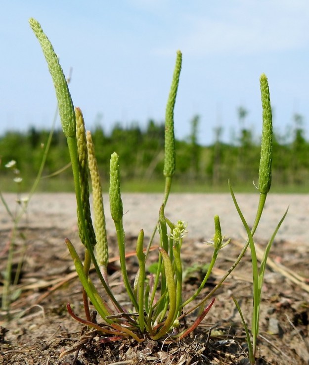 Myosurus minimus - (hento)hiirenhännässä on samaan aikaan alkuvaiheessa ja hedelmävaiheessa olevia kukkia. Kukkaperä on ohut mutta yläpäätä kohti levenevä. Sen pituus vaihtelee yksilön koon ja kukintavaiheen mukaan vajaasta sentistä noin 10 cm:iin. EH, Janakkala, Harviala, taimistoalue, 5.6.2019. Copyright Hannu Kämäräinen.
