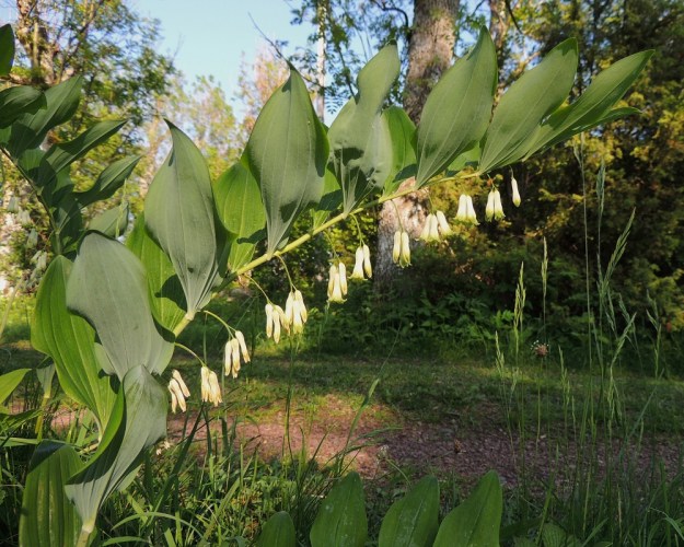 Polygonatum multiflorum - lehtokielon kukat ovat lehtihangoissa. Niitä on tavallisesti 2-5 yhdessä ja toisinaan verson ylimmät kukat ovat yksittäinkin. Yhteinen kukintoperä on kaartuva ja yleensä noin 5-20 mm pitkä. Erilliset kukkaperät ovat noin 1-5 mm pitkiä. A, Jomala, Ramsholm, luonnonsuojelualue, alueen pohjoispää, lehtoniitty, 7.6.2014. Copyright Hannu Kämäräinen.