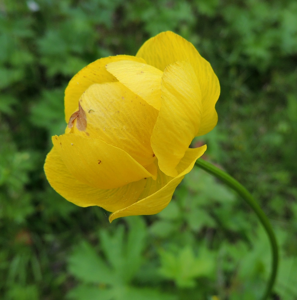 Trollius europaeus - (niitty)kulleron verholehtiä on yleisimmin noin kymmenen vaihteluvälin ollessa 5-15. Ne ovat terälehtimäiset, limittäiset ja koverat. Ks, Kuusamo, Liikasenvaara, kylän läpi vievän tien laitaniitty, 14.7.2015. Copyright Hannu Kämäräinen.