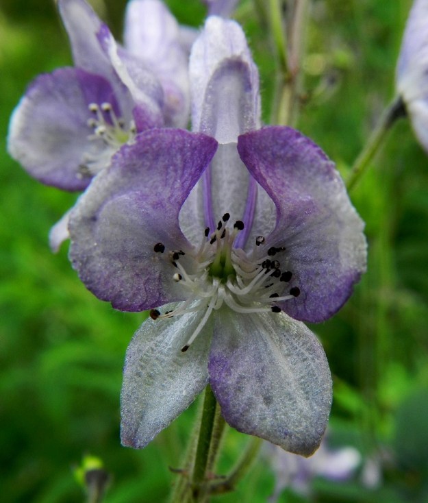 Aconitum lycoctonum subsp. septentrionale - hukanukonhatun subsp. lehtoukonhatun kukan alemmat neljä verholehteä ovat hetiön ja emiön ympärillä. Kaksi ylempää ovat pyöreähköt, leveän vastapuikeat tai toispuolisen kiilamaiset ja noin 7-10 mm pitkät sekä leveimmältä kohtaa noin pituutensa levyiset. Alemmat kaksi verholehteä ovat leveänsuikeat, soikeat tai vastapuikeat ja noin 7-10 mm pitkät sekä leveimmältä kohtaa noin 3-5 mm leveät. Heteitä on paljon ja ne ovat noin 4-5 mm pitkät. Suunnilleen samanmittaisia emilehtiä on tavallisesti kolme. 11.7.2011. Copyright Hannu Kämäräinen.