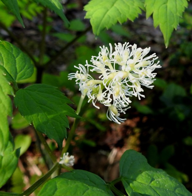 Actaea erythrocarpa - punakonnanmarjan kukinto on yleisväriltään valkoinen ja kukkien näkyvin osuus on runsaalla hedekimpulla. Terälehdet puuttuvat, kuten kuvassa, usein kokonaan. Ks, Kuusamo, Käylä, Oulangan kansallispuisto, Oulankajoen eteläpuolen rantametsä luontokeskuksesta Kiutakönkäälle vievän polun yläpuolella, 14.6.2019. Copyright Hannu Kämäräinen.