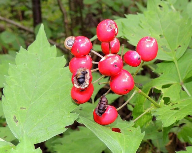Actaea rubra - lännenkonnanmarjan punainen marja on pitkänpyöreä tai lähes pyöreähkö ja tavallisesti noin 10-14 mm pitkä. Punakonnanmarjan, A. erythrocarpa, marja on noin 7-9 mm pitkä. Marjan myrkyllisyydestä huolimatta hedelmäliha ja lehdet näyttävät soveltuvan ainakin kotilon ravinnoksi. Myös linnut pystyvät syömään marjoja ja voivat levittää lajia puutarhoista luontoon. Kuvassa kotilon paljastama siemenrakenne näkyy hyvin. Ruskeat, litteät ja puolipyöreät siemenet ovat tiiviissä, noin 6-9 kappaleen pötkössä. Pituutta siemenillä on 3-3,5 mm. EH, Kouvola, Kuusankoski, Voikkaa, vanha ratapiha-alue, metsittynyt, entinen puutavarakenttä, 27.7.2015. Copyright Hannu Kämäräinen.