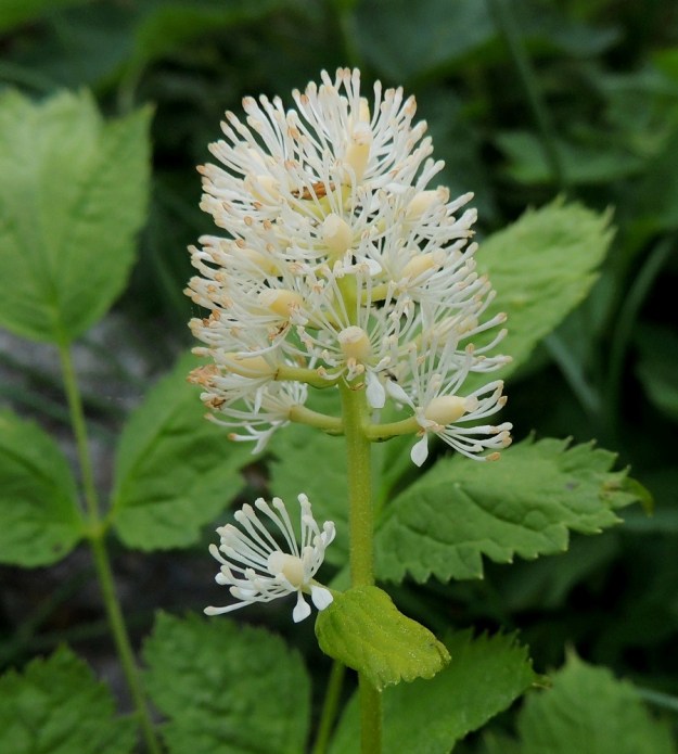 Actaea spicata - mustakonnanmarjan kukinto on yleensä 10-35-kukkainen. Lisäksi tertun alapuolella on usein yksi tai kaksi erillistä kukkaa. Tiheä kukinto-osa on tavallisesti noin 3-6 cm pitkä ja noin 1,5-2,5 cm leveä. Kukat ovat hieman tuoksuvat, tukilehdelliset ja perälliset sekä noin 10 mm leveät. Tukilehdet ovat huomaamattoman pienet, lähes tasasoukat ja noin 0,5-3 mm pitkät. Kukkaperä on siirottava ja noin 1-5 mm pitkä. Terälehtiä on tavallisesti neljä. Ne ovat valkoiset, lähinnä lusikkamaiset ja hyvin kapeatyviset sekä noin 4 mm pitkät. Verholehtien tavoin myös ne varisevat varhain, yleensä kesken täyden kukinnan. A, Lemland, eteläpää, Björkö, Grillskärin niemi, lehtoniitty, 1.6.2013. Copyright Hannu Kämäräinen.