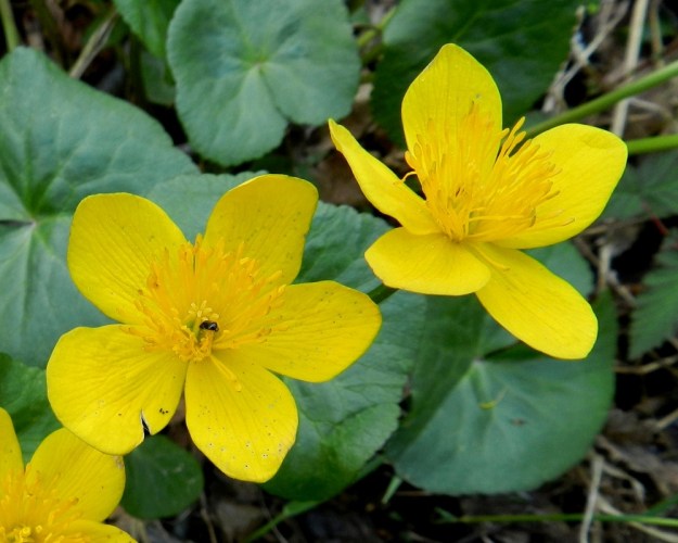 Caltha palustris subsp. palustris - (luhta)rentukan subsp. rantarentukan kehälehdet ovat soikeat tai kapean vastapuikeat ja pyöreäpäiset sekä tavallisesti noin 10-25 mm pitkät ja leveimmältä kohtaa noin 7-15 mm leveät. Keltaisia heteitä on hyvin runsaasti. Vasemmanpuoleisen kukan keskellä näkyvät siitepölyä odottavat emilehtien luotit. EH, Hämeenlinna, Loimalahti, Hirsimäki, Näsiäntien varren metsäkaistan märkä painanne, 21.5.2011. Copyright Hannu Kämäräinen.