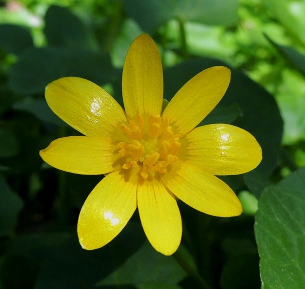 Ficaria verna (Ranunculus ficaria) - mukulaleinikin terälehdet ovat malliltaan kapeamman tai leveämmän vastapuikeat tai kuvan kukan tavoin lähes kapeansoikeat ja pyöreäpäiset tai hieman suipohkot. Pituutta on yleensä noin 10-14 mm. Terälehtien tyvi on tummempi. EH, Hattula, Metsänkylä, Vanajaveden Metsänkylänlahden rannan kynäjalavalehto, 17.5.2014. Copyright Hannu Kämäräinen.