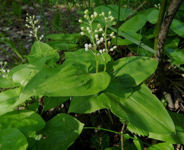 Maianthemum bifolium - (metsä)oravanmarja on tieteellisen sukunimensä mukaan toukokuussa kukkiva. Todellisuudessa Suomen leveysasteilla, Etelä-Suomessakin, pääkukinta ajoittuu kesäkuuhun. Kuvan valoisallakin kasvupaikalla kukinnot olivat nupussa vielä kesäkuun ensimmäisen viikon lopussakin. Kukat ovat tukilehdelliset ja perälliset sekä sijaitsevat 2-3 kukan ryhmissä kukkalapakolla. Tukilehdet ovat kalvomaiset ja lähes huomaamattomat pienet, vain noin 0,3-0,6 mm pitkät. Kukkaperä on ohut, siirottava, kukintavaiheessa valkoinen ja noin 3-7 mm pitkä. EH, Asikkala, Hillilä, Syrjänsupat, kangasmetsän laide, 7.6.2012. Copyright Hannu Kämäräinen.