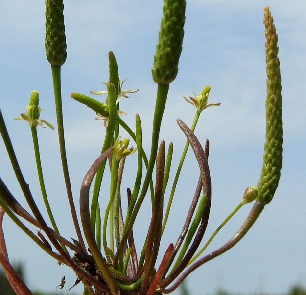 Myosurus minimus - (hento)hiirenhännän kukkien kehitysvauhti on varsin nopea. Kuvassa oikealla näkyy pähkylävaiheessa oleva kukkapohjus, josta muut kukan osat ovat jo karisseet pois. Sen vieressä on kovin erinäköinen kukkanuppu, joka on vielä verholehtien suojassa. Kuvassa näkyy myös juuri auenneita ja kukintansa aloittaneita kukkia, joiden kukkapohjus paisuu heti voimakkaasti näkyville. EH, Janakkala, Harviala, taimistoalue, 5.6.2019. Copyright Hannu Kämäräinen.