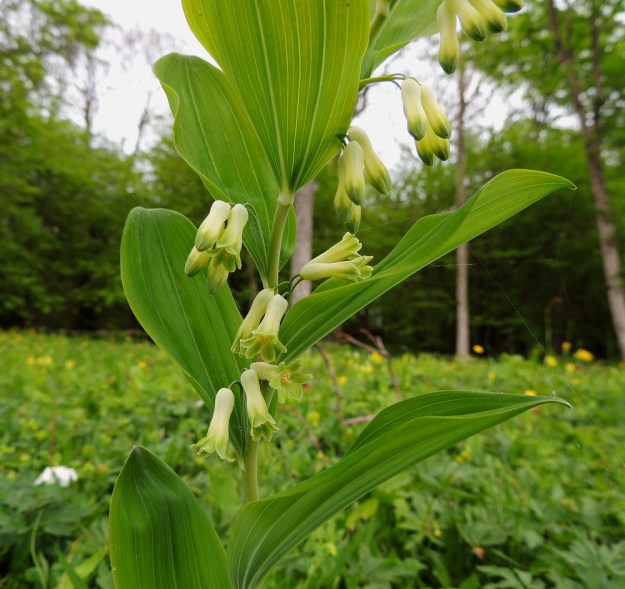 Polygonatum multiflorum - lehtokielon kukan näkyvin osa on yhdislehtinen ja torvimainen kehä, joka nuppuvaiheessa on suippopäinen. Kukan avautuessa kehän kärkiliuskat kaartuvat sivulle. A, Jomala, Ramsholm, luonnonsuojelualue, niemen eteläosa, läntinen rantaniitty, 29.5.2013. Copyright Hannu Kämäräinen.