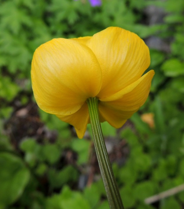 Trollius europaeus - (niitty)kulleron verholehdet ovat leveän vastapuikeat tai lähes pyöreät. Ne ovat läpimitaltaan yleensä noin 15-25 mm. EnL, Enontekiö, Kilpisjärvi, Mallan luonnonpuisto, Iso-Mallan eteläinen alarinne Kitsijoen Kitsiputouksen alapuolella, 650 m mpy, 19.7.2013. Copyright Hannu Kämäräinen.