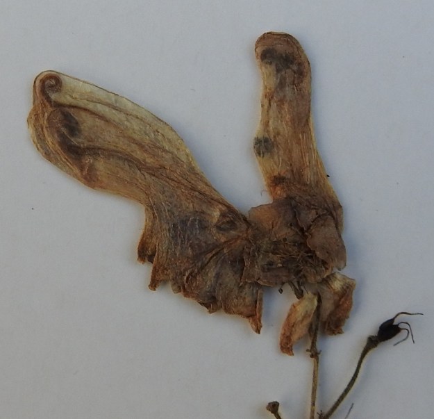 Aconitum lycoctonum subsp. septentrionale - hukanukonhatun subsp. lehtoukonhatun terälehdet ovat muuttuneet mesilehdiksi. Niistä kaksi on täysin kehittynyttä ja sijaitsevat ylimmän verholehden sisällä. Niissä on ohut ja lähes verholehden mittainen perä, jonka kärjessä on pyöreähköllä kierteellä oleva mesikannus. Muut mesilehdet ovat pienempiä tai ne puuttuvat. Vasemmanpuoleisessa, kuivatussa näytekukassa kahden mesilehden mesikannukset ja niiden perät näkyvät verholehden läpi. Oikeanpuoleisessa kukassa näkyy myös kaksi lyhyeksi jäänyttä, mesikannuspäistä lehteä. PK, Tohmajärvi, Piilovaara, noin kilometrin pituinen ja 50 m leveä kasvustoalue kahden vaaran välisessä notkossa, 7.8.1991. Kuva näytteestä copyright Hannu Kämäräinen.