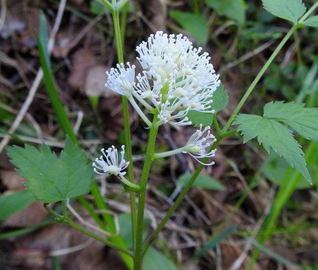 Actaea erythrocarpa - punakonnanmarjan kukat ovat tukilehdelliset, perälliset ja noin 7-9 mm leveät. Tukilehdet ovat lähes tasasoukat ja noin 0,5-3 mm pitkät. Kukkaperä on siirottava, kukkimisvaiheessa lähes valkoinen tai kellanvihertävä ja noin 2-7 mm pitkä. Lyhimmillään se on tertun kärkiosassa. Ks, Kuusamo, Käylä, Oulangan kansallispuisto, Kiutavaaran ja Oulankajoen pohjoispuolella oleva Rytilammen luontopolku, Rytiköngäs, puroputouksen alapuoli, 14.6.2019. Copyright Hannu Kämäräinen.