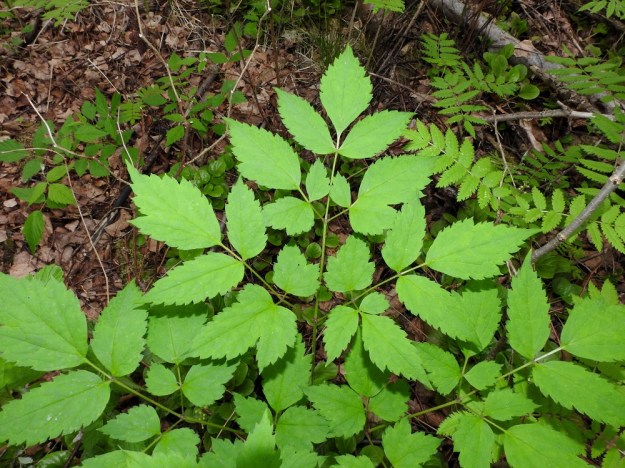 Actaea rubra - lännenkonnanmarjan lehdykät ovat lähinnä soikeita tai puikeita, kiila-, pyöreä- tai tylppätyvisiä ja laidoiltaan iso- ja terävähampaisia. Ne ovat päältä vaaleahkon vihreitä. Yksittäiset lehdykät ovat perättömiä tai perällisiä ja enimmäkseen noin 4-10 cm pitkiä sekä leveimmältä kohtaa noin 2-5 cm leveitä paitsi päätölehdykät, jotka ovat leveimmältä kohtaa yleensä noin 4-8 cm leveitä. EH, Kouvola, Kuusankoski, Voikkaa, vanha ratapiha-alue, metsittynyt, entinen puutavarakenttä, 11.6.2017. Copyright Hannu Kämäräinen.