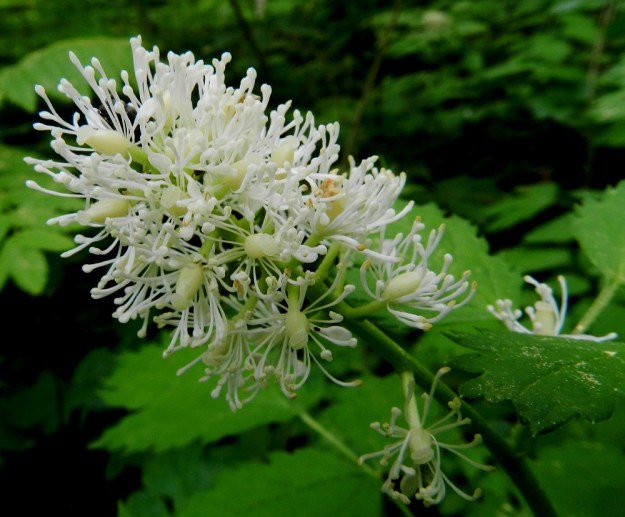 Actaea spicata - mustakonnanmarjan huomiota herättävin kukan osa on runsas hedepehko. Heteitä on tavallisesti 15-25 ja ne ovat noin 6-7 mm pitkät. Palho on litteä ja ponsi pieni sekä siitepölyvaiheessa yleensä kellertävä. Emiö on yksilehtinen ja -luottinen. Litteän levymäinen, hieman kaareva luotti on sikiäimen kärjessä ilman näkyvää vartaloa. Sikiäin on soikeahko, noin 3 mm pitkä ja aluksi kellertävä sekä myöhemmin vihertävä. EH, Hämeenlinna, Puistonmäki, Kaupunginpuisto, Vanajaveden rannasta nouseva lehtorinne, 1.6.2012. Copyright Hannu Kämäräinen.
