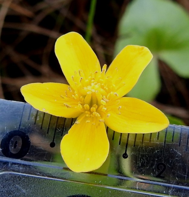 Caltha palustris subsp. palustris - (luhta)rentukan subsp. rantarentukan monimuotoisuudessa kukka voi näköjään täysin täyttää myös purorentukan, subsp. radicans, mittakaavan. Kuten mitta kertoo, kehälehdet ovat noin 9 mm pitkät ja niiden leveys vaihtelee välillä 4-6. Keltaisia emilehtiä on yhdeksän ja niiden pituus on vain 2,5 mm. Vastaavia rentukoita oli pitkin rantaa, mutta nivelistään ne eivät juurehtineet. OP, Oulu, Haukipudas, Martinniemi, Kilpukkaperä, Villenniemen pohjoispuolinen merenrantaniitty, 13.6.2019. Copyright Hannu Kämäräinen.