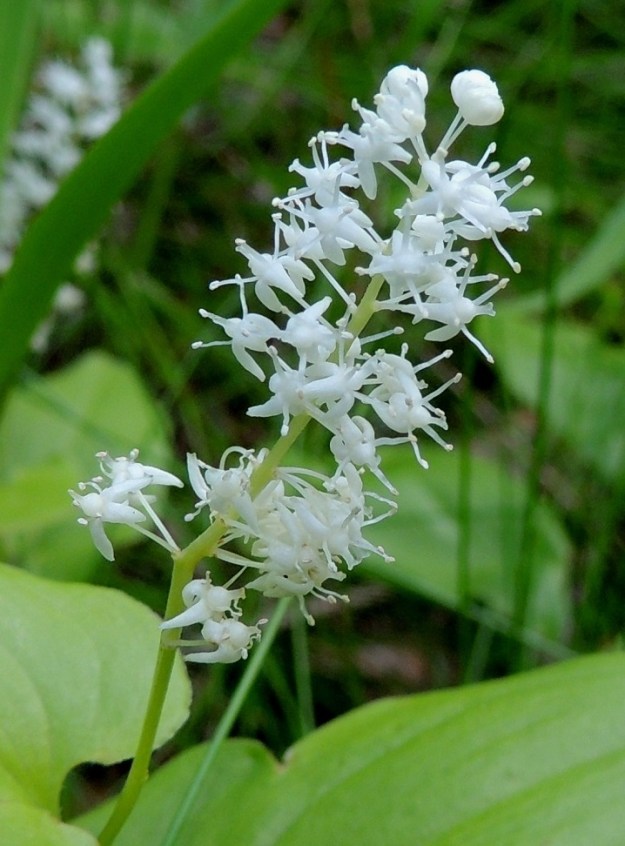 Maianthemum bifolium - (metsä)oravanmarjan kukintavaiheessa kaikki kukan osat ovat valkoiset. Erillisiä terälehtiä ei ole. Kehä on nelilehtinen. Kehälehdet ovat kapeansoikeat ja noin 1,5-2,5 mm pitkät. Ne ovat kukintavaiheessa yleensä taaksepäin kääntyneet. Heteitä on neljä ja ne ovat noin 1,5-2 mm pitkät. Emiö on yksivartaloinen ja -luottinen. Sikiäin on pallomainen ja halkaisijaltaan noin 1 mm. Emin vartalo on suora ja vajaa 1 mm pitkä. U, Hyvinkää, lounaiskulma, Hangonväylältä (tie 25) lähtevän Kalkkivuorentien laita, metsämaasto, 21.6.2015. Copyright Hannu Kämäräinen.
