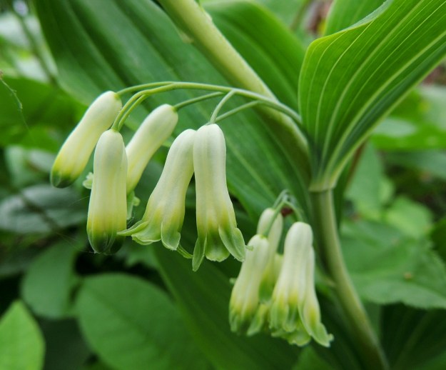 Polygonatum multiflorum - lehtokielon kukan kehä on valkoinen, mutta erityisesti sen kärkiosa liuskoineen on vihreä tai kellanvihreä. Kehä on tavallisesti noin 10-20 mm pitkä ja noin 2-4 mm leveä. Kehätorvessa on nuppu- ja kukintavaiheessakin sitä keskeltä kaventava kurouma. Kalliokielolla, P. odoratum, kehätorven sivuissa ei ole vastaavaa kavennusta. A, Jomala, Ramsholm, luonnonsuojelualue, alueen pohjoispää, lehtoniitty, 29.5.2013. Copyright Hannu Kämäräinen.