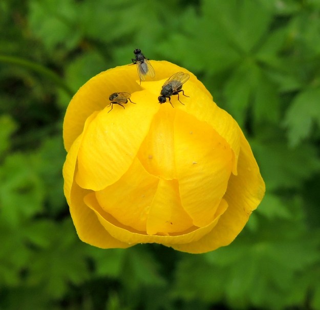 Trollius europaeus - (niitty)kulleron tiiviisti verholehtien kietomaa kukkaa voisi luulla itsepölytteiseksi. Kuitenkin useammankin hyönteisryhmän edustajat tunkevat itsensä verholehtien lomasta tavoittelemaan mesilehtinä toimivien terälehtien mettä ja samalla pölyttävät kukan. Eniten kukissa näkyy olevan kärpäsiä. Kyseessä on kulleroihin erikoistunut kullerokärpästen suku, Chiastochaeta, josta Suomessa esiintyy puolenkymmentä lajia. Elämänkierrossaan ne hyödyntävät kukkaa monipuolisesti. Kärpäset eivät häiriinny edes liki tunkevasta kameranlinssistä. Ks, Kuusamo, Liikasenvaara, kylän läpi vievän tien laitaniitty, 14.7.2015. Copyright Hannu Kämäräinen.