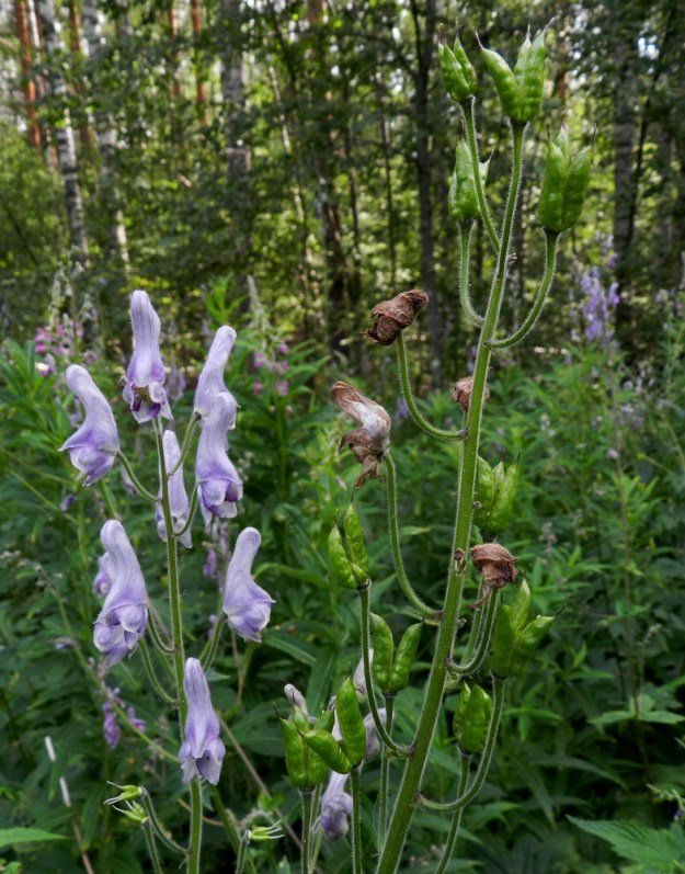 Aconitum lycoctonum subsp. septentrionale - hukanukonhatun subsp. lehtoukonhatun pölyttäjien urakka näyttää työläältä ja voimia vaativalta. Ilmeisesti työ on kuitenkin palkitsevaa, sillä suuri osa kukista kehittyy hedelmävaiheeseen. 11.7.2011. Copyright Hannu Kämäräinen.