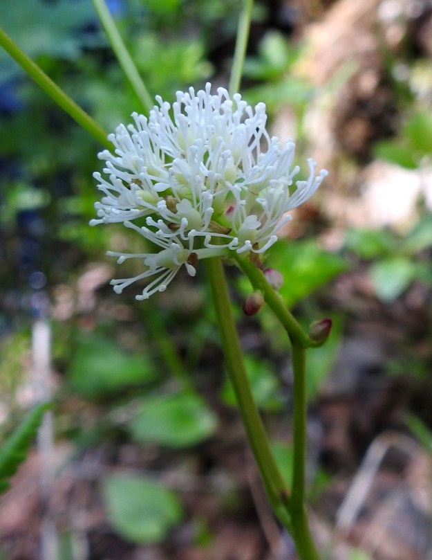 Actaea erythrocarpa - punakonnanmarjan kukassa on 3-5 verholehteä, jotka ovat noin 2,5-3 mm pitkät. Ne ovat yleensä vihertävät ja erityisesti kärjestään punaiset. Verholehdet ovat nähtävillä kukan nuppuvaiheessa ja avautuessa, mutta karisevat sen jälkeen. Terälehtiä on nollasta kahteen. Kuvan kukinnossa on yksi terälehti ainakin kahdessa kukassa. Ne ovat lähinnä lusikkamaiset, hyvin kapeatyviset ja noin 3-4 mm pitkät. Myös vähäiset terälehdet varisevat varhain. Heteitä on tavallisesti 15-20 ja ne ovat noin 6 mm pitkät. Sikiäin on soikeahko, noin 3 mm pitkä ja aluksi kellertävä sekä myöhemmin vihertävä. Litteän levymäinen, hieman kaareva luotti on suoraan sikiäimen kärjessä. Ks, Kuusamo, Käylä, Oulangan kansallispuisto, Kiutavaaran ja Oulankajoen pohjoispuolella oleva Rytilammen luontopolku, Rytiköngäs, puroputouksen alapuoli, 14.6.2019. Copyright Hannu Kämäräinen.