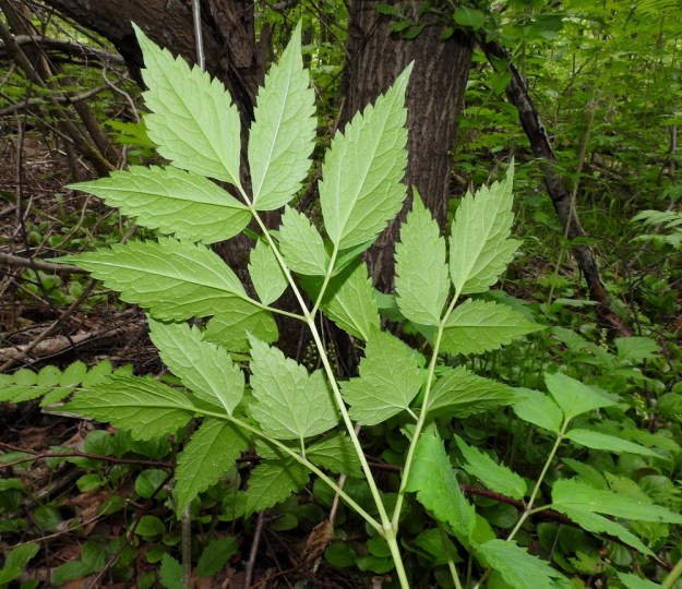 Actaea rubra - lännenkonnanmarjan lehdykät ovat alta kohosuonisia ja vaaleanvihreitä tai sinertävänvihreitä. EH, Kouvola, Kuusankoski, Voikkaa, vanha ratapiha-alue, metsittynyt, entinen puutavarakenttä, 11.6.2017. Copyright Hannu Kämäräinen.