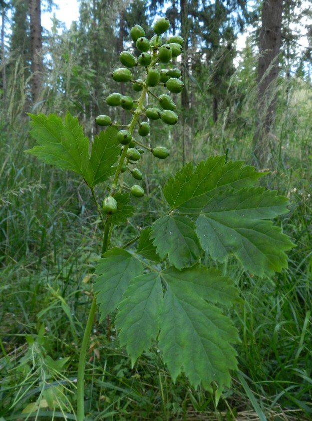 Actaea spicata - mustakonnanmarjan pölyttäjinä yleisimpiä lienevät kärpäset ja tietyt kovakuoriaiset. Marjoja syntyy myös itsepölytyksen tuloksena, joten sato on yleensä hyvä. Ennen kypsymistään marjat ovat vihreitä. EH, Hämeenlinna, Loimalahden ja Kuuslahden kaupunginosien raja-alue, Hirsimäki, Näsiäntien ja maakaasulinjan välinen metsä, 20.7.2012. Copyright Hannu Kämäräinen.