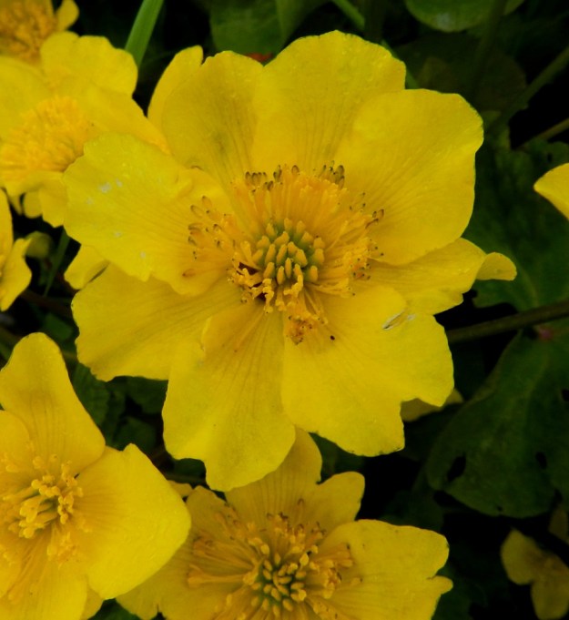 Caltha palustris subsp. palustris - (luhta)rentukan subsp. rantarentukan kahdeksan kehälehtinen kukka näyttää jo kovin erilaiselta kuin tavallinen viiden kehälehden kukka. Ylimääräiset kehälehdet näyttävät lisäävän myös emilehtien määrää. Niitä on kuvassa olevan kukan keskustassa peräti 21. EH, Hämeenlinna, Ojoinen, Paroinen, Pikku-Parolantien vetinen laitaoja, 17.5.2012. Copyright Hannu Kämäräinen.