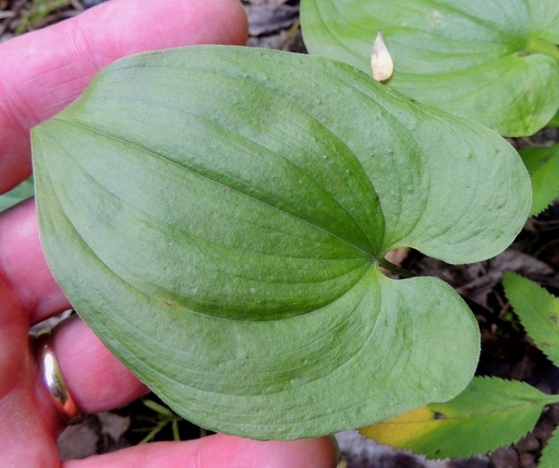 Maianthemum bifolium - (metsä)oravanmarjan pitkäruotiset aluslehdet ovat leveähkön tai kapeamman herttamaisia ja niiden tyvilovi on kapeahko ja syvä. Tyviliuskat ovat pyöristyneet. Kuten kuvasta on juuri ja juuri havaittavissa, lehden laita on usein lyhytkarvainen. Pituutta aluslehden lavalla on tavallisesti noin 5-9 cm ja leveyttä leveimmältä kohtaa noin 2,5-6 cm. Kuvan lehti edustaa em. ylärajamittoja. U, Hyvinkää, lounaiskulma, Hangonväylältä (tie 25) lähtevän Kalkkivuorentien laita, metsämaasto, 21.6.2015. Copyright Hannu Kämäräinen.
