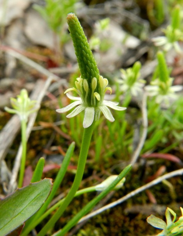 Myosurus minimus - (hento)hiirenhännän kukan verholehdet, joita kuvan kukassa on peräti kymmenen, ovat tasasoukat ja kannukselliset sekä ilman kannusta yleensä noin 3-4,5 mm pitkät. Kannus on kukkaperän myötäinen ja noin 1-2 mm pitkä. Terälehdet ovat noin verholehtien pituiset. Niiden tyviosa on kapea, torvimainen ja pystyhkö sekä kärkiosa ulospäin kaartuva ja kapean pitkänpyöreä. Heteet ovat yleensä noin 2,5-4 mm pitkät. Paisuvan kukkapohjuksen päällä olevat lukuisat emilehdet ovat erillisiä. EH, Janakkala, Harviala, taimistoalue, 10.5.2012. Copyright Hannu Kämäräinen.