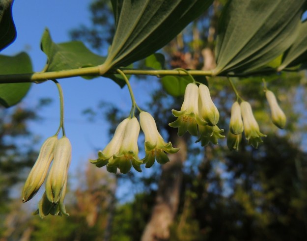 Polygonatum multiflorum - lehtokielon kukat ovat nuokkuvat. Kehän kärki on kuusiliuskainen. Kukan heteet ja emi yltävät torven suulle, liuskojen alalaidan tasalle. Sivusta katsoen niitä ei huomaa ollenkaan. A, Jomala, Ramsholm, luonnonsuojelualue, alueen pohjoispää, lehtoniitty, 7.6.2014. Copyright Hannu Kämäräinen.