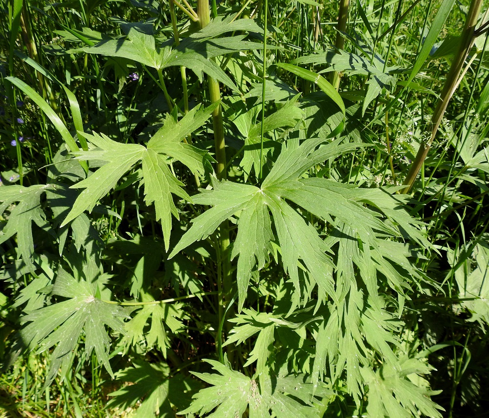 Delphinium elatum - isoritarinkannuksella on vain varsilehtiä. Niiden ruoti on vartta ylöspäin lyheten yleensä noin 3-15 cm. Lapa on syvään 3-5-jakoinen ja hertta- tai suorahkotyvinen. Pääliuskat ovat leveähköjä ja toistamiseen teräväliuskaisia ja -hampaisia. Lavan läpimitta on yleensä noin 6-16 cm. 11.7.2018. Copyright Hannu Kämäräinen.