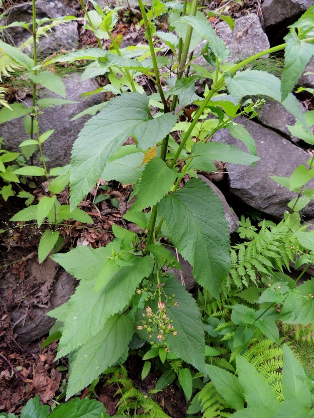 Scrophularia nodosa - (tumma)syyläjuuren lehdet ovat yleensä kookkaimmillaan varren yläosassa ja pienenevät asteittain tyveä kohti. St, Rauma, Tarvonsaari, Raumanjoen pohjoisranta kirkon kohdalla, joen ylittävän Isopoikkikadun länsipuolella, 13.7.2014. Copyright Hannu Kämäräinen.