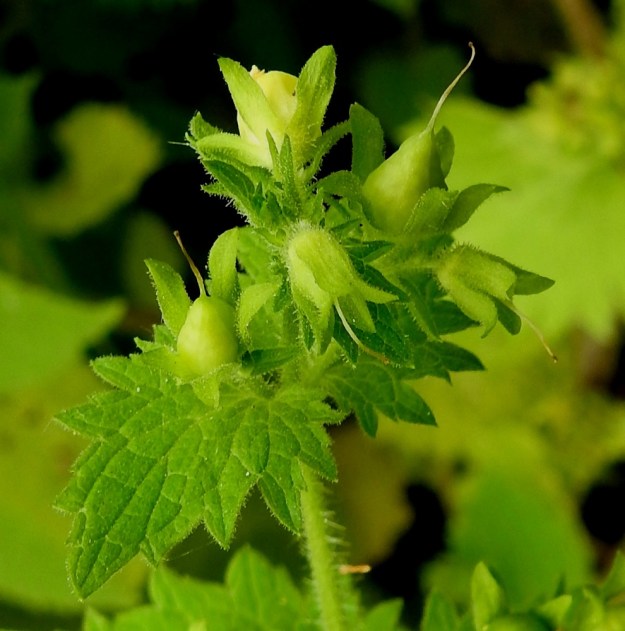 Scrophularia vernalis - kevätsyyläjuuren kukan verhiö on tyveen saakka viisiliuskainen ja lyhyesti nystykarvainen. Liuskat ovat soikeahkot, noin 5-6 mm pitkät ja pyöreähkö- tai suippopäiset. Kotahedelmä on monisiemeninen, leveän kartiomainen tai munamainen ja teräväkärkinen sekä noin 5-7 mm pitkä ja tyveltään noin 4-5 mm leveä. Se on kypsänä vihreä tai ruskehtava, kalju ja avautuu laitasaumoistaan tyveen asti. Emin vartalo säilyy kodan kärjessä ja on siinä yleensä vielä avautumisvaiheessa. V, Turku, Kärsämäki, Paltta, Puustellinkadun laiteella olevan, vanhan navettarakennuksen seinusta ja kadun varren joutomaakaista, 25.6.2019. Copyright Hannu Kämäräinen.
