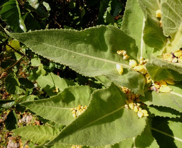 Verbascum densiflorum - akantulikukan lehdet ovat molemmin puolin tiheähkösti tai lähes huopamaisesti lyhytkarvaiset. Tyven yläpuoliset lehdet ovat hammas- tai nyhälaitaiset. U, Helsinki, Laajasalo, Tahvonlahden koillispuoli, koulun kentän lounaiskulma Mellinintien varressa, 29.7.2019. Copyright Hannu Kämäräinen.