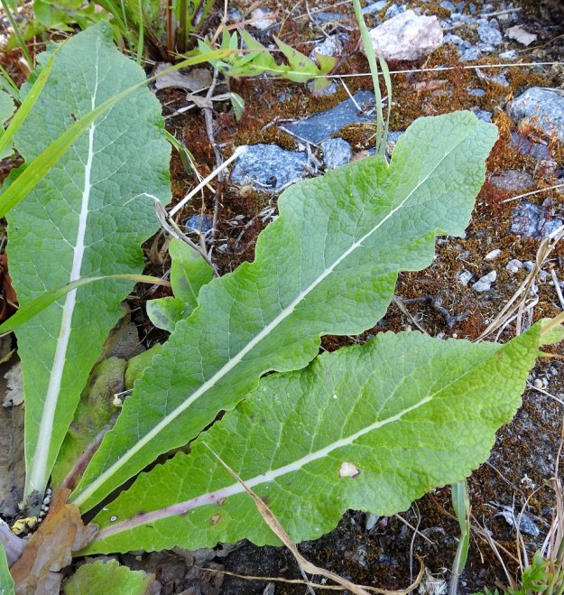 Verbascum lychnitis - käentulikukan tyvilehtien lapa on kapean vastapuikea, pitkulainen tai kapean puikeahko ja vähitellen kapenevasti kiilatyvinen. Se on tavallisesti noin 15-30 cm pitkä ja leveimmältä kohtaa noin 6-15 cm leveä. Lehtilaita on nyhäinen tai hampainen. U, Helsinki, Laajasalo, Tahvonlahden koillispuoli, Gunillantien sorapohjainen laitaniitty koulun kohdalla, 27.6.2018. Copyright Hannu Kämäräinen.