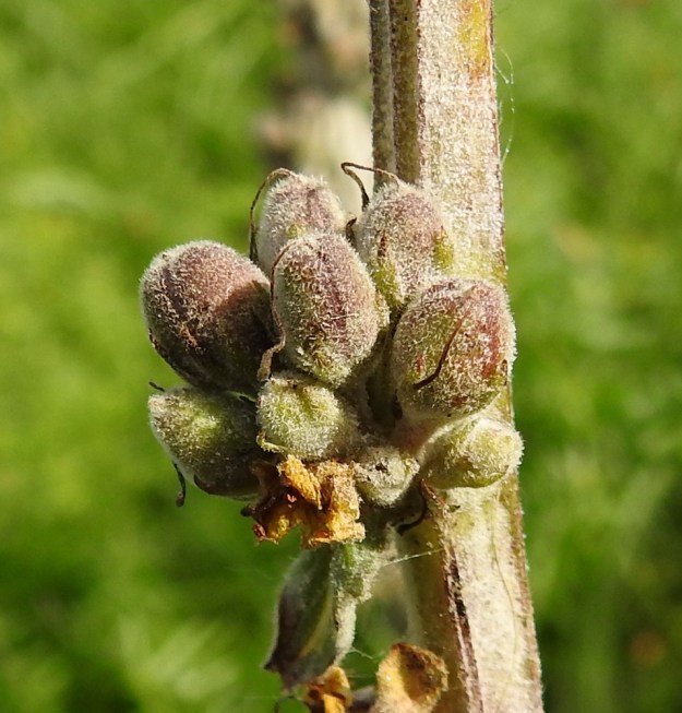 Verbascum nigrum - tummatulikukan kotahedelmä on monisiemeninen, lähes pallomainen tai pitkänpyöreä ja noin 4-7 mm pitkä. Se on ruskehtava ja pinnaltaan tiheästi karvainen sekä avautuu laitasaumoistaan lähes tyveen asti. EH, Hämeenlinna, Pullerinmäki, Mäkelä, teollisuusalue, Pikku-Parolantien varsi, 10.9.2021. Copyright Hannu Kämäräinen.