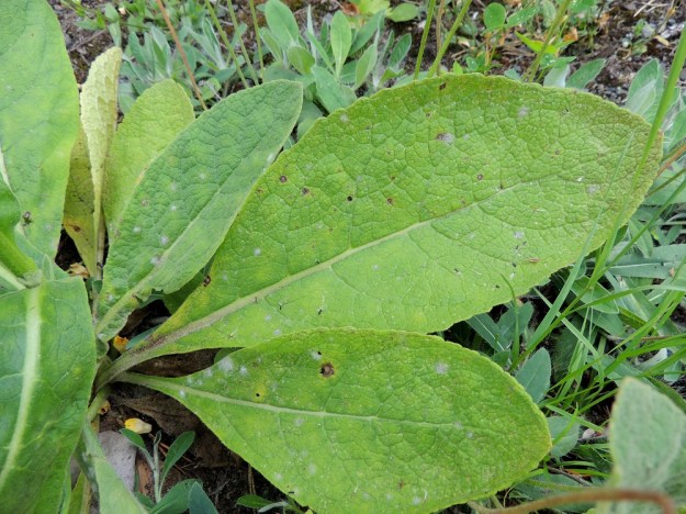Verbascum thapsus - ukontulikukan alimmat lehdet ovat ruodilliset. Ruoti on yleensä noin 1-5 cm pitkä ja levenee tasaisesti soikeaksi tai kapean vastapuikeaksi lehtilavaksi, jonka kärki on yleensä pyöreähkö tai lyhyen suippo. Lehtien laita on ehyt, nyhäinen tai matalahampainen. EH, Hämeenlinna, Pullerinmäki, Hirvilammen itä- ja kaakkoispuolella oleva laaja, entinen soranottoalue, 6.7.2013. Copyright Hannu Kämäräinen.