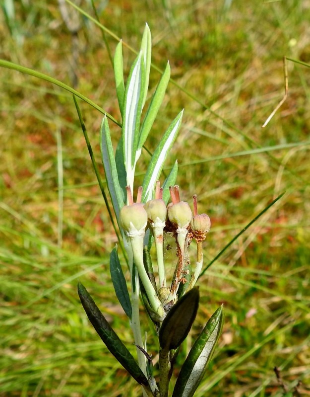 Andromeda polifolia - suokukan kotahedelmä on pallomainen ja viisilokeroinen. Se on läpimitaltaan noin 4-5 mm. Kärjessä pysyy loppuun asti emin kuivuva vartalo. Kota avautuu lokerosaumoistaan. EH, Hämeenlinna, Pullerinmäki, Ahvenistonharjun juurella olevan Kahtoilammen luoteispään rantaneva lähellä vesirajaa, 25.6.2021. Copyright Hannu Kämäräinen.