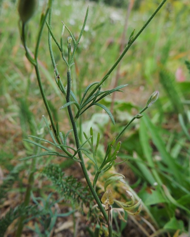 Delphinium consolida subsp. consolida (Consolida regalis subsp. regalis) - rikkakukonkannuksen subsp. peltokukonkannuksen alemmat varsilehdet ovat ruodillisia ja ylimmät lähes ruodittomia. Lapa on hyvin kapealiuskaisesti 3-5-osainen ja toistamiseen kapealiuskainen. Liuskat ovat tavallisesti noin 10-50 mm pitkät ja noin 0,5-1,5 mm leveät. V, Naantali, satama, Satamatien varressa kulkeva viljavaraston käytöstä pois jäänyt raide varaston kohdalla, 12.7.2014. Copyright Hannu Kämäräinen.