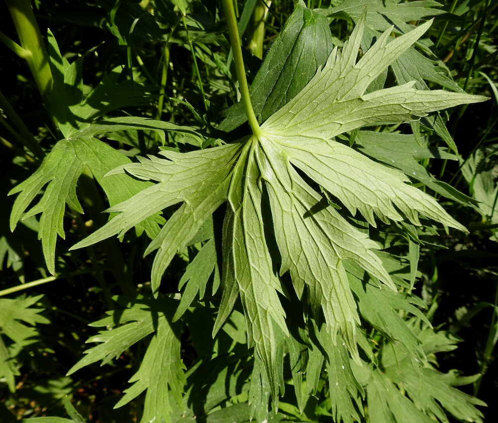 Delphinium elatum - isoritarinkannuksen lehtilapa on kourasuoninen, päältä vihreä ja alta vaaleampi sekä molemmin puolin suonia myöten karvainen tai kaljuhko. Myös laidat ovat tiheään tai harvakseen karvaiset. 11.7.2018. Copyright Hannu Kämäräinen.