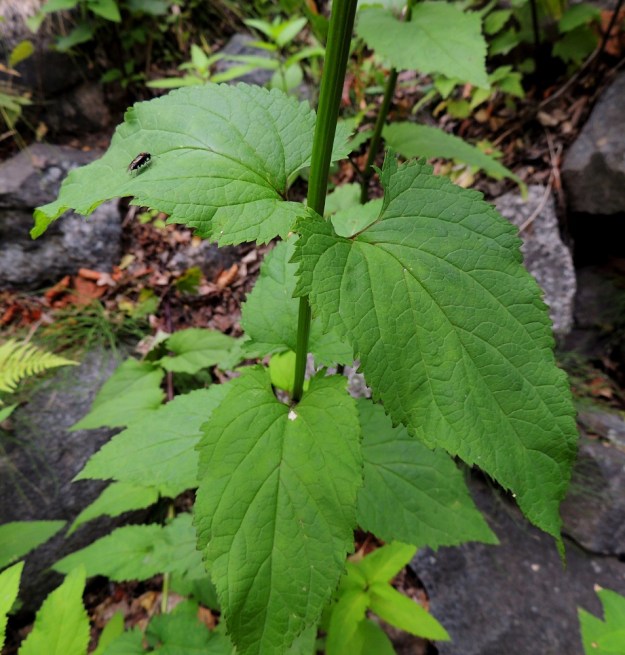 Scrophularia nodosa - (tumma)syyläjuuren lehtilapa on puikea tai kolmiomainen, teräväkärkinen ja hertta- tai lähes tasatyvinen sekä toisinaan alemmissa lehdissä kiilamainen. Laita on kertaalleen tai toistamiseen terävähampainen. Lapa on molemmin puolin kalju. Se on tavallisesti noin 4-18 cm pitkä ja leveimmältä kohtaa noin 1,5-8 cm leveä. St, Rauma, Tarvonsaari, Raumanjoen pohjoisranta kirkon kohdalla, joen ylittävän Isopoikkikadun länsipuolella, 13.7.2014. Copyright Hannu Kämäräinen.
