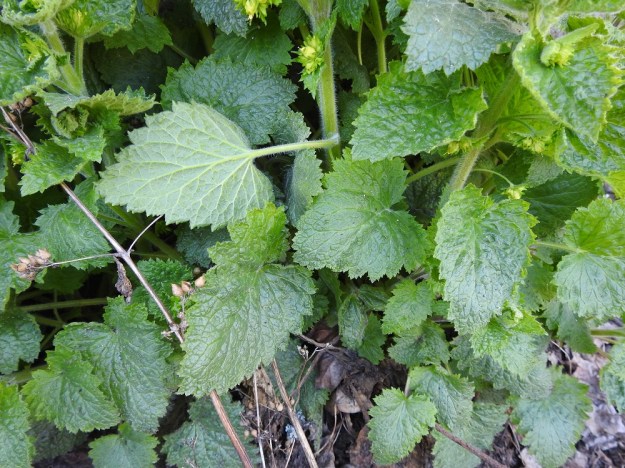 Scrophularia vernalis - kevätsyyläjuuren lehtiuoti on noin 0,5-10 cm pitkä ja varren tavoin karvainen. Se lyhenee latvaa kohti. Lapa on leveänpuikea tai lähes kolmiomainen, terävä- tai tylppäkärkinen ja hertta- tai tasatyvinen. Se on tavallisesti noin 2-9 cm pitkä ja leveimmältä kohtaa noin 1,5-8 cm leveä. V, Turku, Kärsämäki, Paltta, Puustellinkadun laiteella olevan, vanhan navettarakennuksen seinusta ja kadun varren joutomaakaista, 9.5.2020. Copyright Hannu Kämäräinen.