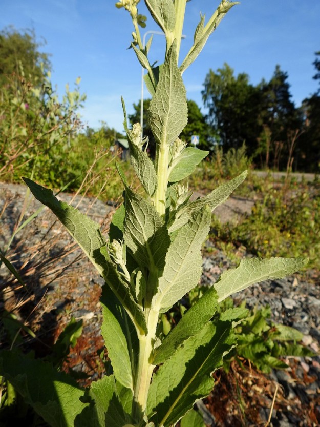 Verbascum lychnitis - käentulikukan tyven yläpuoliset varsilehdet ovat soikeahkot tai puikeahkot kaveten vähitellen terävähköksi kärjeksi. Ne ovat aivan ylimpiä lukuun ottamatta yleensä noin 3-15 cm pitkät ja noin 1,5-5 cm leveät. Kaikki lehdet ovat päältä vihreät ja alta harmaanvihreät. Yläpinta on kaljuhko tai vaihtelevasti karvainen. Alapinta on tavallisesti lähes huopamaisen tiheäkarvainen. U, Helsinki, Laajasalo, Tahvonlahden koillispuoli, Gunillantien sorapohjainen laitaniitty koulun kohdalla, 27.6.2018. Copyright Hannu Kämäräinen.