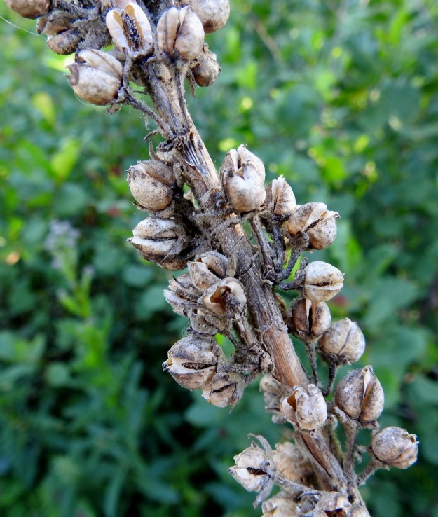 Verbascum phlomoides - rohtotulikukan kuolleet kukkavarret jäävät usein törröttämään seuraavaan kesään saakka. Kuvassa näkyvät siemenkodat ovat avautuneet laitasaumoistaan. Kota on noin 5-8 mm pitkä sekä pituuttaan hieman kapeampi. U, Helsinki, Laajasalo, Tahvonlahden koillispuoli, Mellinintien viereisen ulkoilupolun varsi Tahvonlahden koulun kentän eteläpuolella, 27.6.2018. Copyright Hannu Kämäräinen.