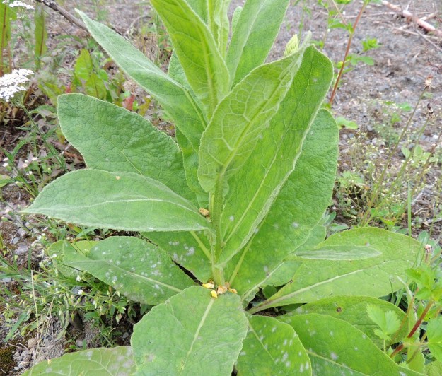 Verbascum thapsus - ukontulikukan tyviosassa olevien lehtien yläpuoliset varsilehdet ovat ruodittomat ja niiden tyvi jatkuu pitkäjohteisena vartta alaspäin. Ne ovat soikeita, kapeansoikeita tai puikeahkoja ja pienenevät varren latvaa kohti. Alempien lehtien lapa on tavallisesti noin 10-25 cm pitkä ja leveimmältä kohtaa noin 3-10 cm leveä. EH, Hämeenlinna, Pullerinmäki, Hirvilammen itä- ja kaakkoispuolella oleva laaja, entinen soranottoalue, 6.7.2013. Copyright Hannu Kämäräinen.