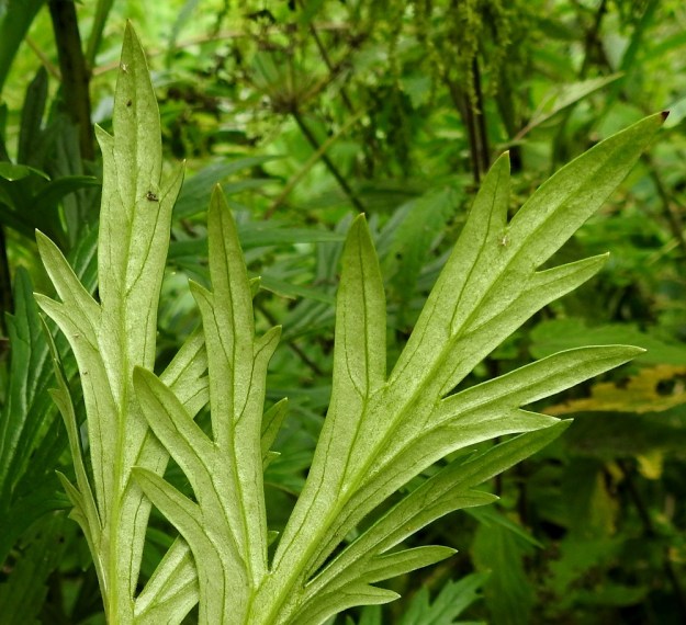 Aconitum xstoerkianum - tarhaukonhatun lehtien alapuoli on yläpuolta vaaleampi ja yleensä kalju. EH, Hämeenlinna, Pullerinmäki, Viisari, Kahtoilammen ranta-alue uimarannan kohdalla, 4.8.2018. Copyright Hannu Kämäräinen.
