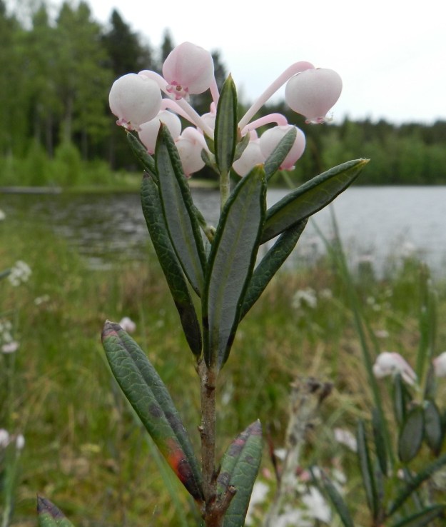Andromeda polifolia - suokukan lehdet ovat versossa kierteisesti. Ne ovat pystyhköt tai yläviistot, paksut, nahkeat ja talvehtivat sekä lyhytruotiset. Lehtilapa on kapeansoikea tai suikea, otapäinen, ehytlaitainen sekä laidoiltaan alaspäin kiertynyt. Sen yläpinta on tummanvihreä ja kupera. Alapinta on siniharmaa tai harmaanvalkoinen ja keskisuoni on koholla. Pituutta täysikasvuisella lavalla on tavallisesti noin 20-40 mm ja leveyttä leveimmältä kohtaa noin 4-10 mm. EH, Hämeenlinna, Pullerinmäki, Ahvenistonharjun juurella olevan Kahtoilammen luoteispään rantaneva lähellä vesirajaa, 1.6.2012. Copyright Hannu Kämäräinen.