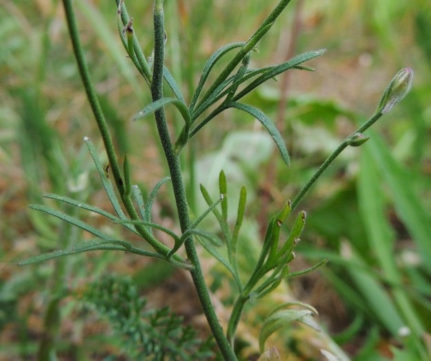Delphinium consolida subsp. consolida (Consolida regalis subsp. regalis) - rikkakukonkannuksen subsp. peltokukonkannuksen varsi, lehdet ja kukintotertut perineen ovat yleensä pinnanmyötäisesti hyvin lyhytkarvaisia. V, Naantali, satama, Satamatien varressa kulkeva viljavaraston käytöstä pois jäänyt raide varaston kohdalla, 12.7.2014. Copyright Hannu Kämäräinen.