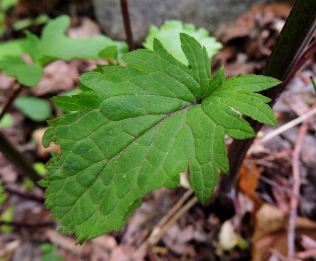 Scrophularia nodosa - (tumma)syyläjuuren alin lehtipari on selvästi ylempiä pienempi. Siinä esiintyy aika usein myös epäsäännöllistä liuskaisuutta ja pitkähampaisuutta. St, Rauma, Tarvonsaari, Raumanjoen pohjoisranta kirkon kohdalla, joen ylittävän Isopoikkikadun länsipuolella, 13.7.2014. Copyright Hannu Kämäräinen.